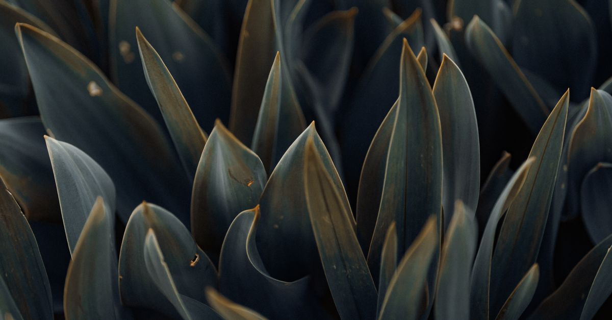 A detailed close-up of dark green leaves with a moody and dramatic texture, perfect for nature backgrounds.